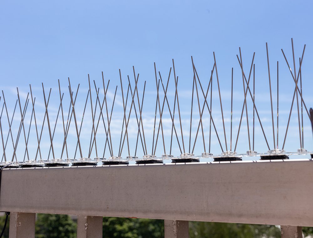 Pigeon spikes installed on a ledge to prevent birds from landing