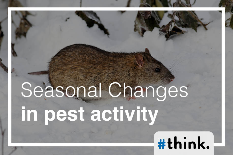 The Impact of Seasonal Changes on Pest Activity