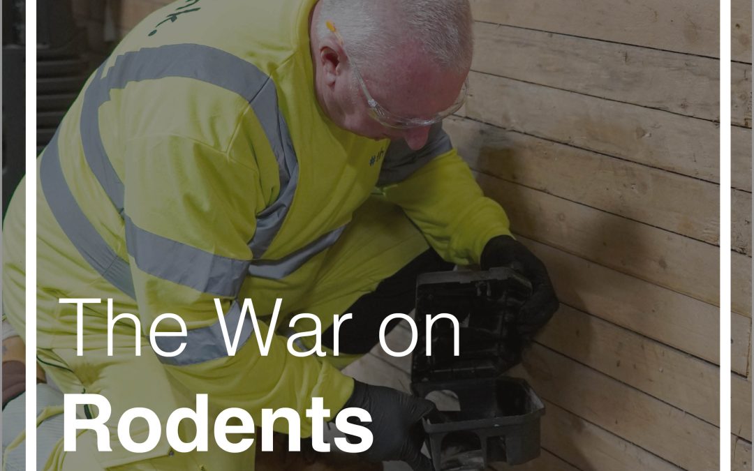 The War on Rodents | Think Pest Control