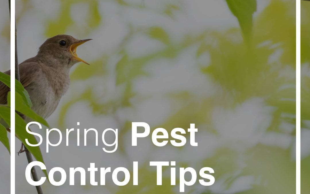 Spring Pest Tips | Think Pest Control