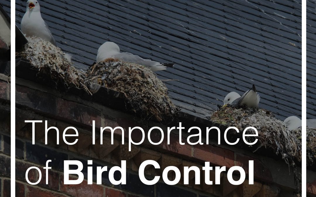 Understanding the Importance of Bird Control: Protecting Your Property and Health