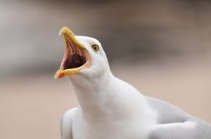 Noise pollution from seagull