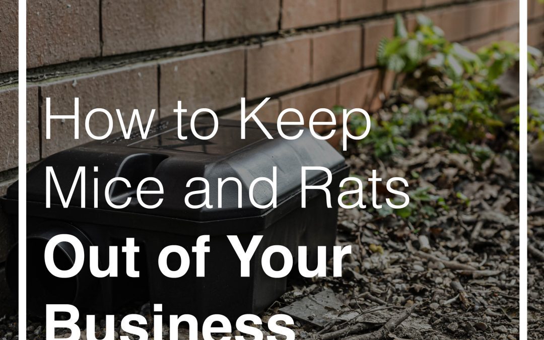 Rodent Control 101