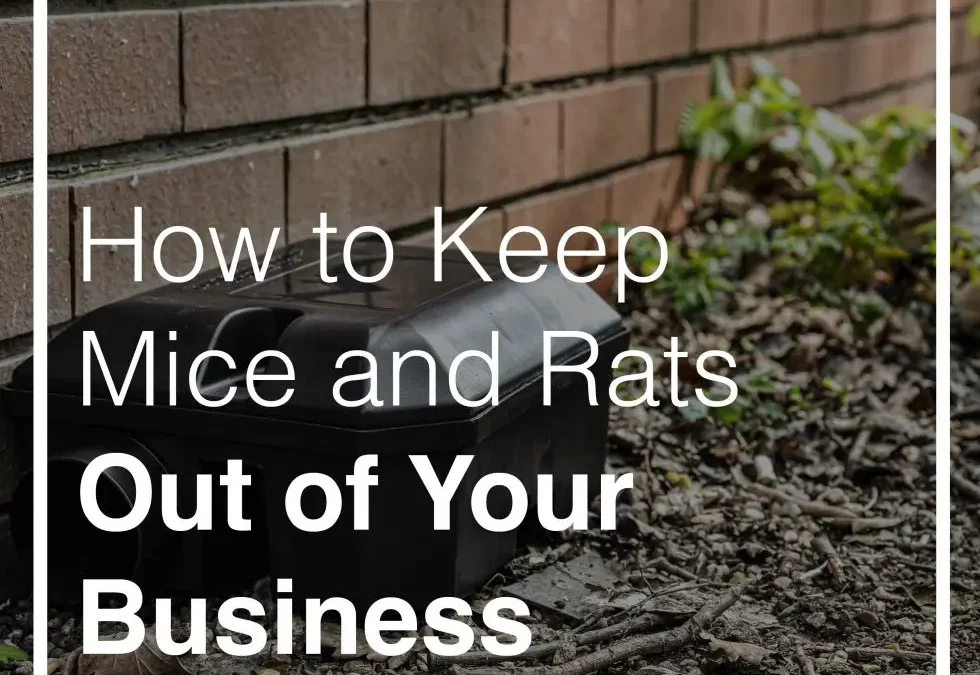 Rodent Control Tips