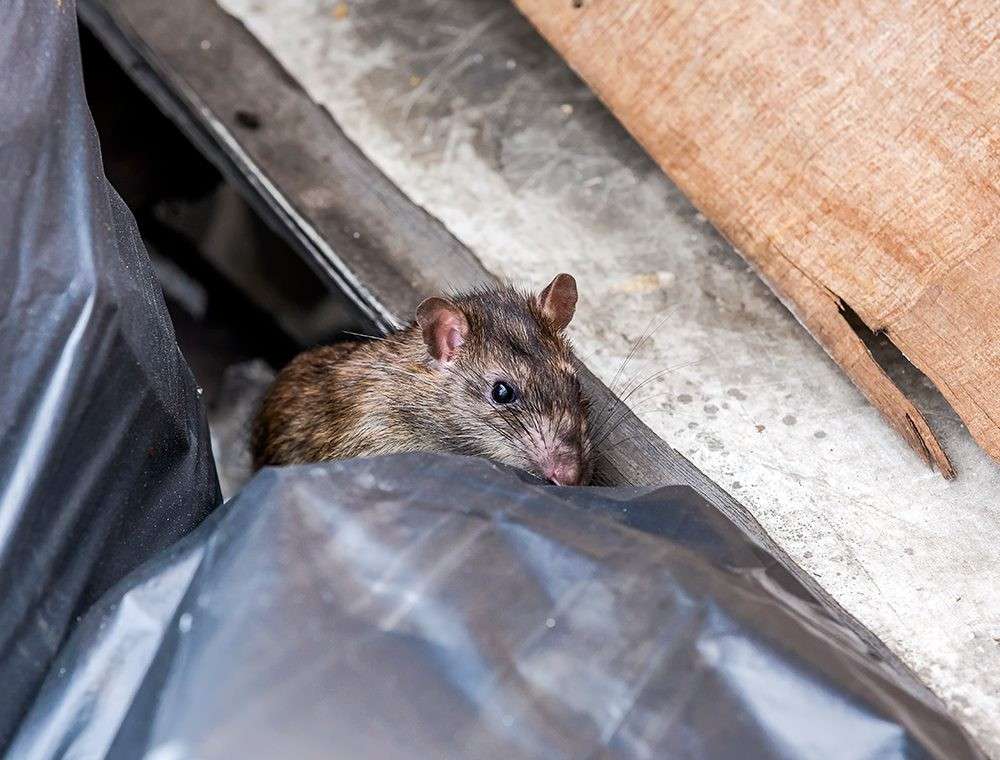 Rat in Urban Setting