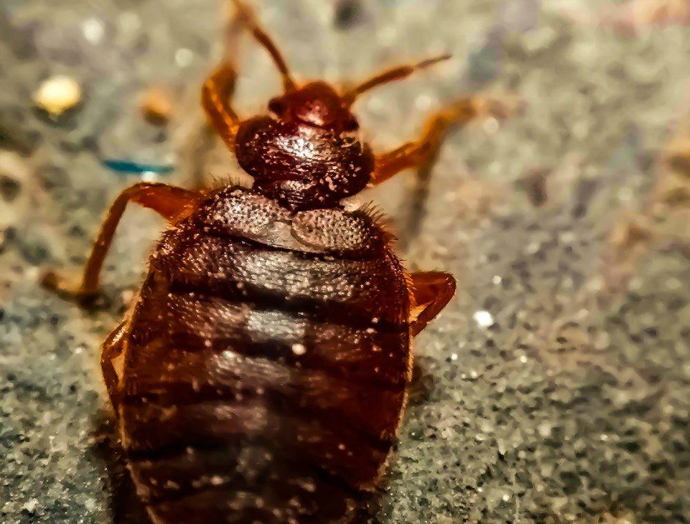 Close-up of Bedbug