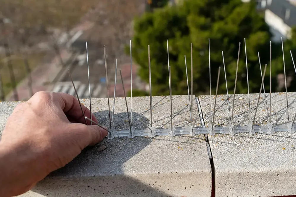 Installing Bird Spikes