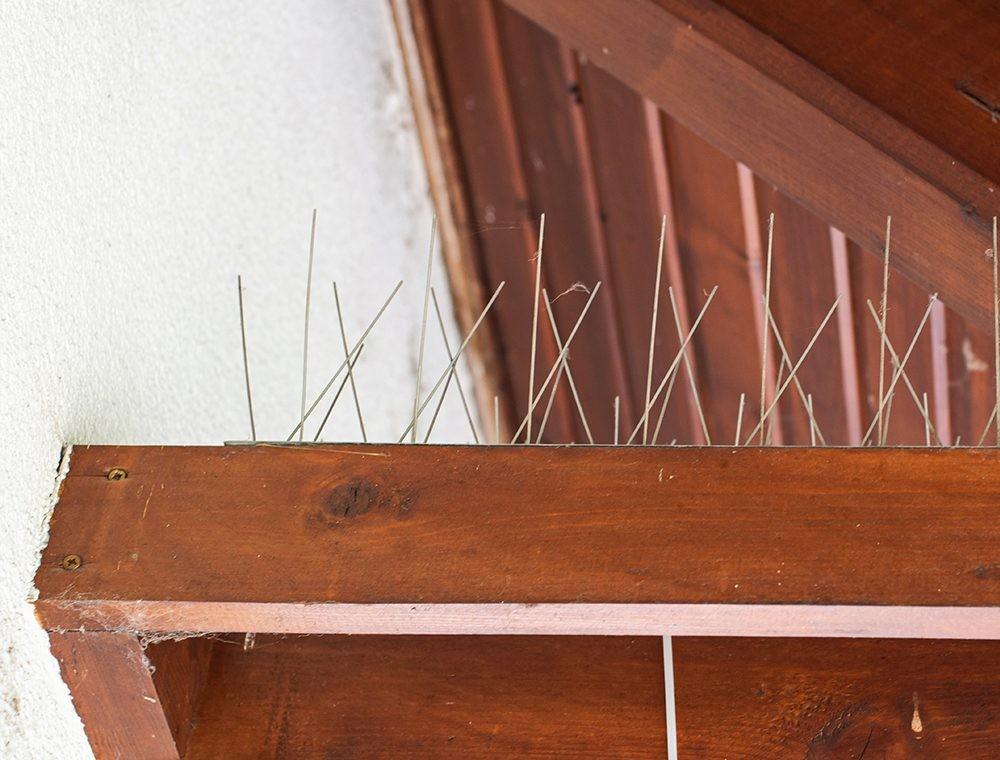 Bird Spikes on Ledge