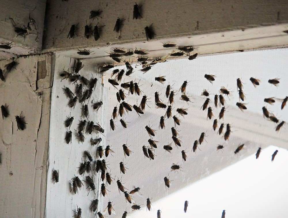 Houseflies on Window Screen