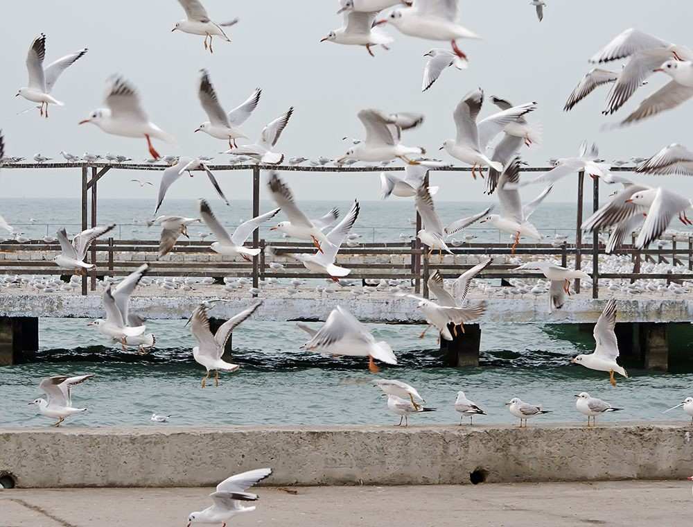 Flock of Seagulls by Pier