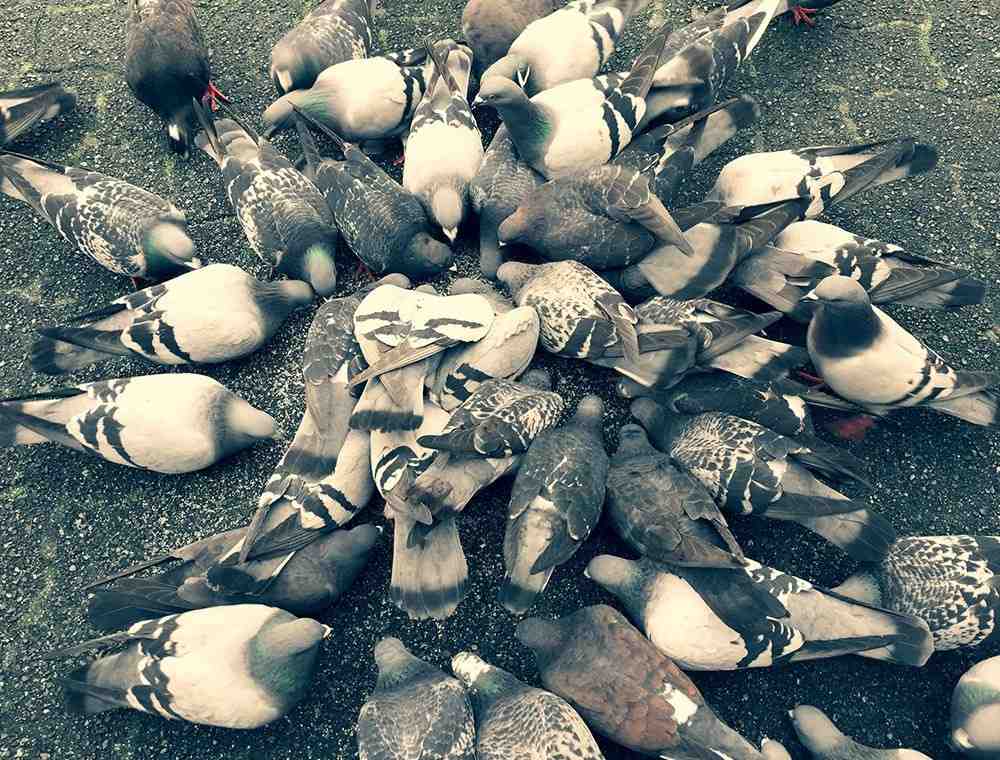 Pigeons Feeding Together