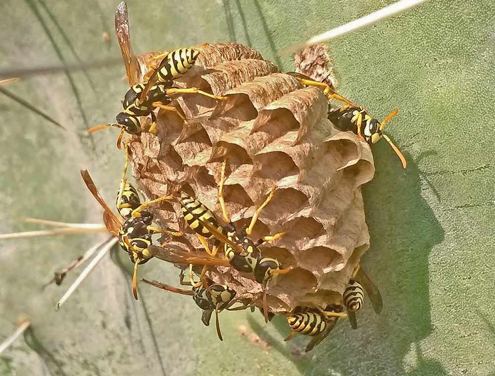 Wasps on Nest