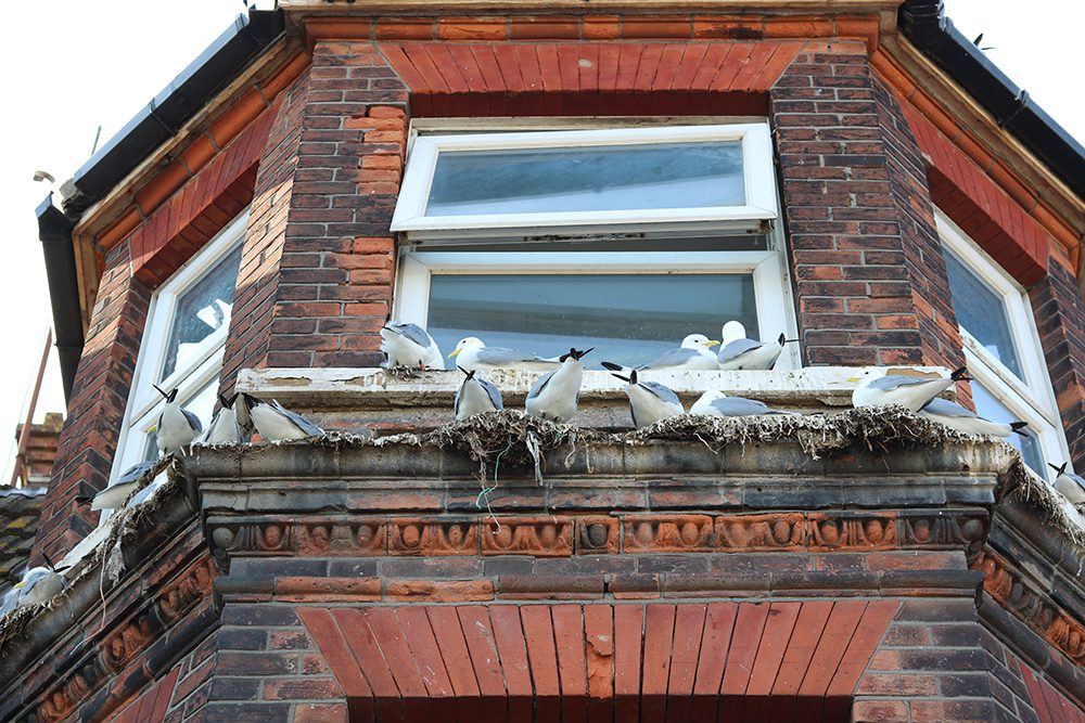 Installing Bird Spikes