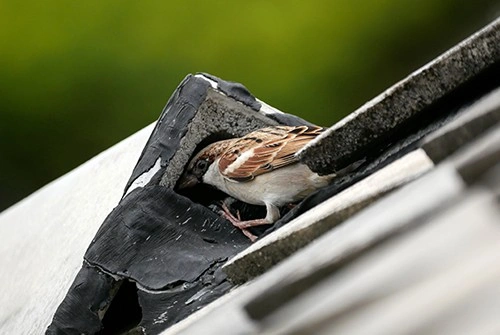 Sparrow on rooftop