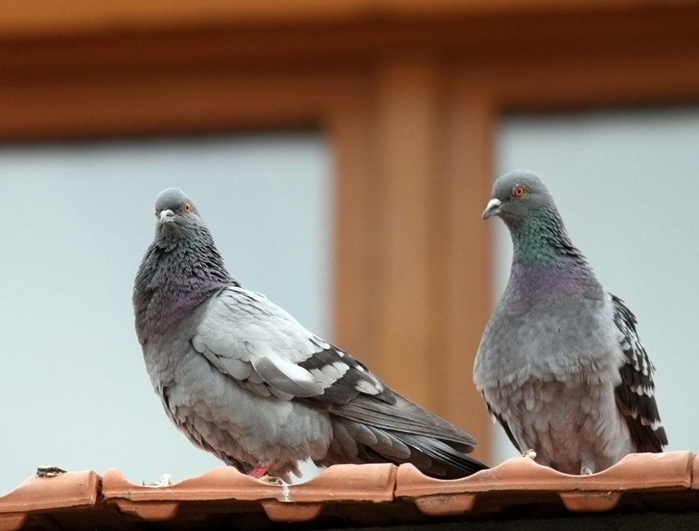 Two pigeons rooftop