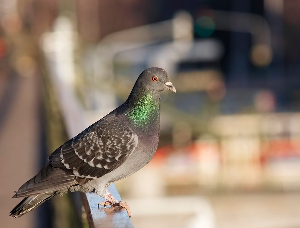 Pigeon city view