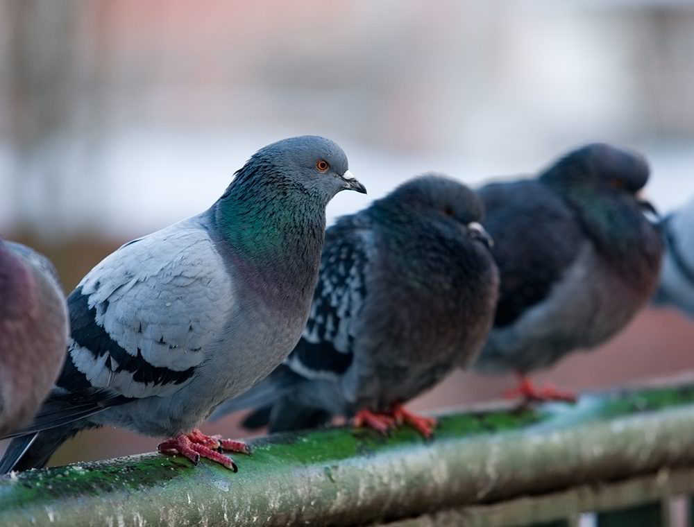 Pigeons perched together