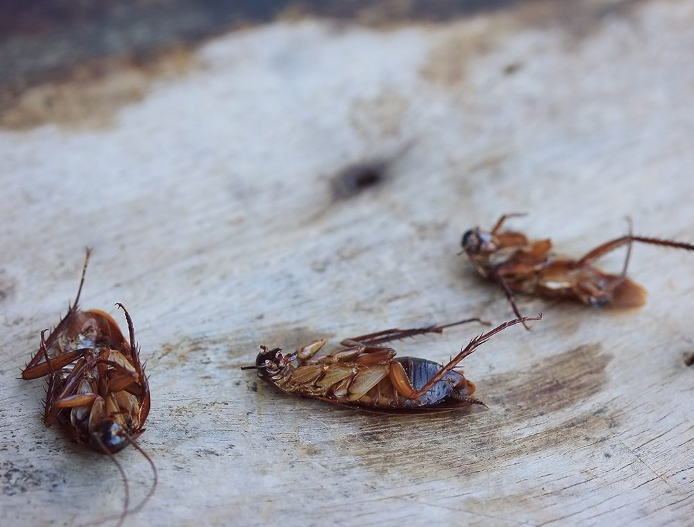 Dead cockroaches