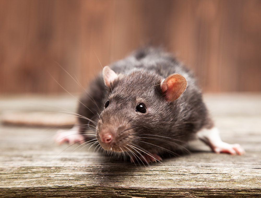 Rat on wooden surface