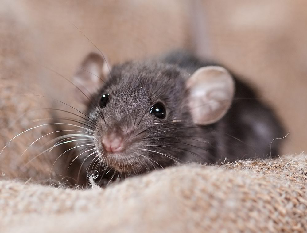 Mouse pest closeup