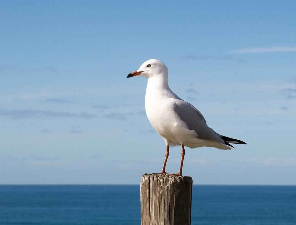 Seagul Pest Control